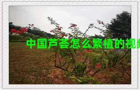 中国芦荟怎么繁植的视频