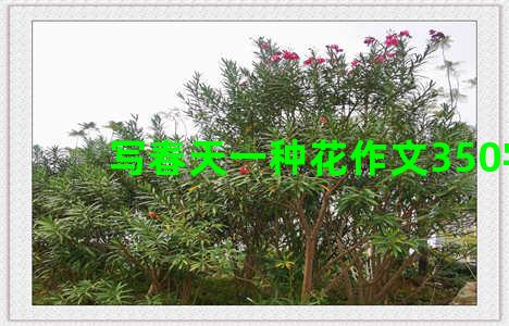 写春天一种花作文350字