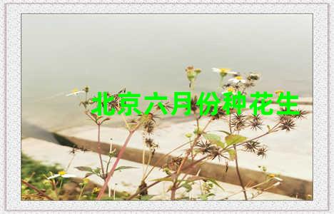 北京六月份种花生