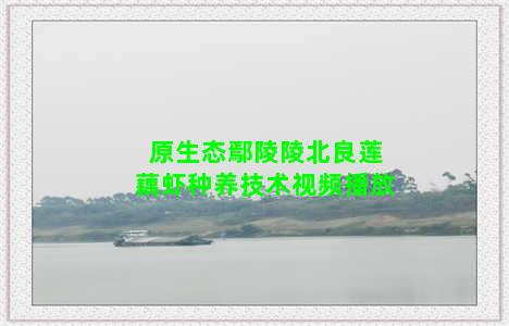 原生态鄢陵陵北良莲藕虾种养技术视频播放