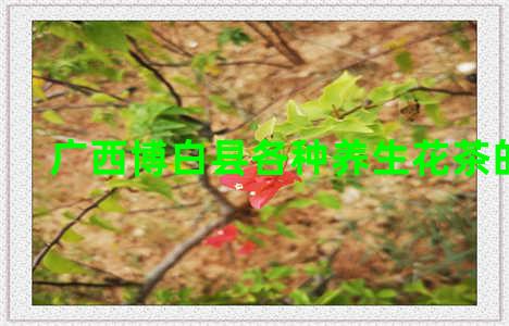 广西博白县各种养生花茶的煮法