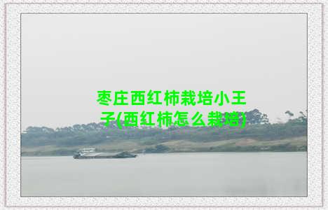 枣庄西红柿栽培小王子(西红柿怎么栽培)