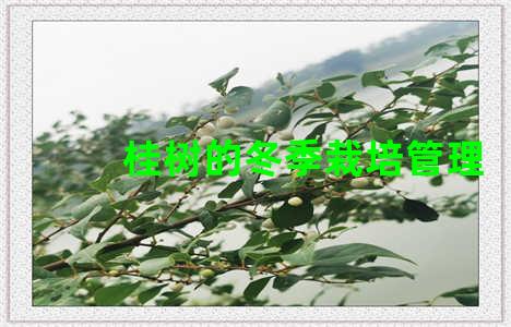 桂树的冬季栽培管理