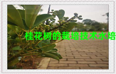 桂花树的栽培技术水培