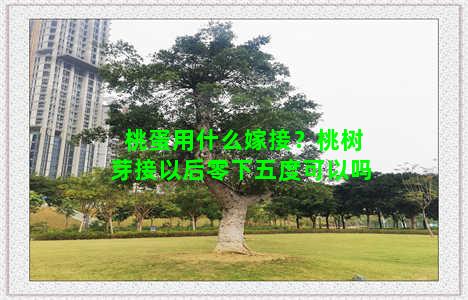 桃蛋用什么嫁接？桃树芽接以后零下五度可以吗