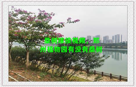 桑树嫁接视频，郑州植物园有没有桑树