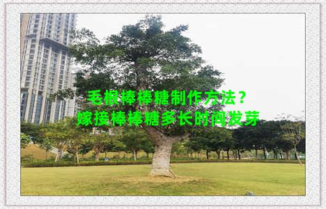 毛根棒棒糖制作方法？嫁接棒棒糖多长时间发芽