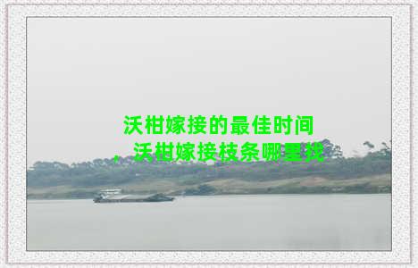 沃柑嫁接的最佳时间，沃柑嫁接枝条哪里找