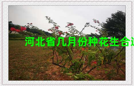 河北省几月份种花生合适