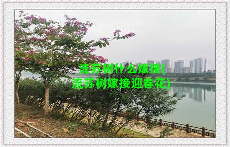 流苏树什么嫁接(流苏树嫁接迎春花)