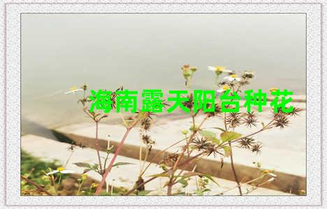 海南露天阳台种花