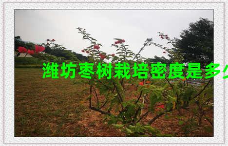 潍坊枣树栽培密度是多少