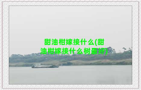 甜油柑嫁接什么(甜油柑嫁接什么树最好)