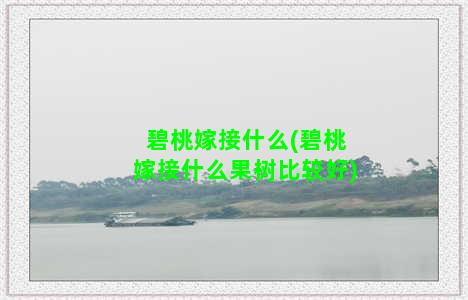 碧桃嫁接什么(碧桃嫁接什么果树比较好)