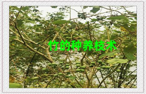 竹的种养枝术