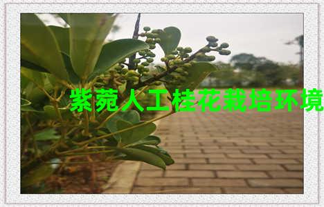 紫菀人工桂花栽培环境