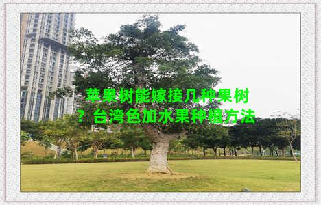 苹果树能嫁接几种果树？台湾色加水果种植方法