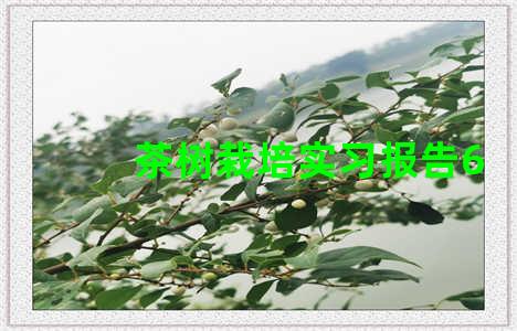 茶树栽培实习报告6