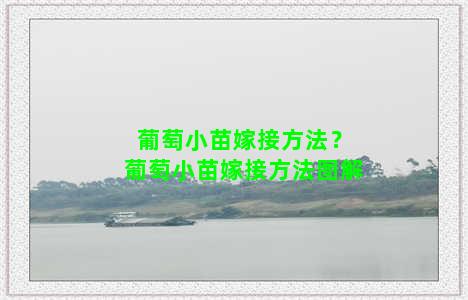 葡萄小苗嫁接方法？葡萄小苗嫁接方法图解