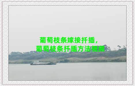 葡萄枝条嫁接扦插，葡萄枝条扦插方法视频