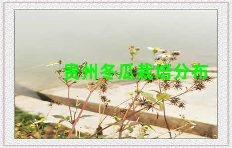 贵州冬瓜栽培分布