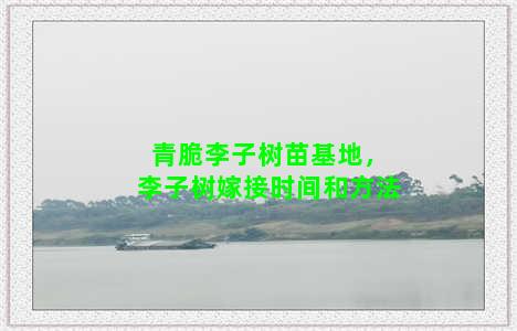 青脆李子树苗基地，李子树嫁接时间和方法